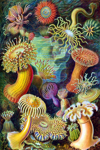 Sea Anemones by Ernst Haeckel - Peaceful Wooden Jigsaw Puzzles