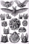 Bats by Ernst Haeckel - Peaceful Wooden Jigsaw Puzzles