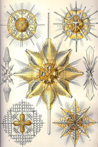 Acanthrometra by Ernst Haeckel - Peaceful Wooden Jigsaw Puzzles