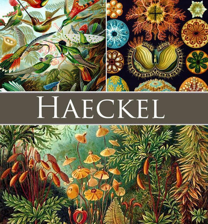 New Best Wooden Whimsy Puzzles by Ernst Haeckel