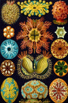 Ascidiae by Ernst Haeckel - Peaceful Wooden Jigsaw Puzzles
