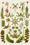 Hepaticae by Ernst Haeckel - Peaceful Wooden Jigsaw Puzzles