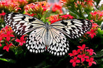 Red Flowers with Butterfly - Peaceful Wooden Jigsaw Puzzles