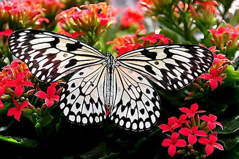 Red Flowers with Butterfly - Peaceful Wooden Jigsaw Puzzles