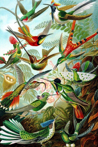 Hummingbirds by Ernst Haeckel - Peaceful Wooden Jigsaw Puzzles