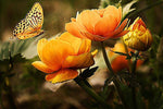 Beautiful Flowers with Butterfly - Peaceful Wooden Jigsaw Puzzles