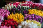 Colorful Tulips - Peaceful Wooden Jigsaw Puzzles
