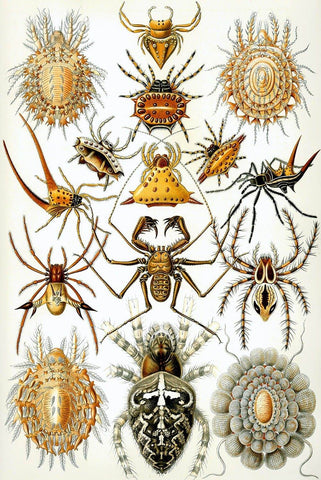 Arachnida by Ernst Haeckel - Peaceful Wooden Jigsaw Puzzles