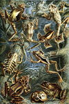 Batrachia by Ernst Haeckel - Peaceful Wooden Jigsaw Puzzles