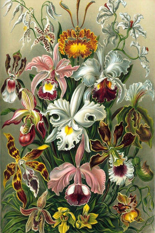 Orchids by Ernst Haeckel - Peaceful Wooden Jigsaw Puzzles