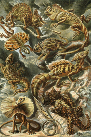 Lacertilia by Ernst Haeckel - Peaceful Wooden Jigsaw Puzzles