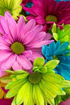Colorful Gerber Daisies - Peaceful Wooden Jigsaw Puzzles