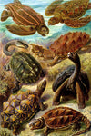 Chelonia by Ernst Haeckel - Peaceful Wooden Jigsaw Puzzles