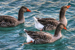 Gray Geese Swimming - Peaceful Wooden Jigsaw Puzzles