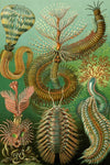 Chaetopoda by Ernst Haeckel - Peaceful Wooden Jigsaw Puzzles