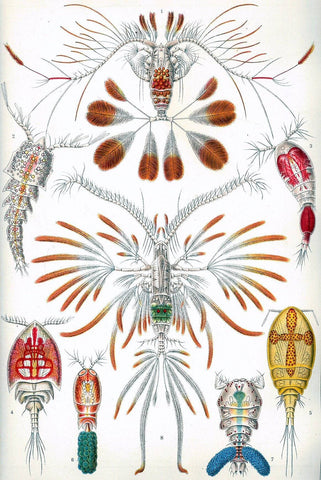 Crustaceans by Ernst Haeckel - Peaceful Wooden Jigsaw Puzzles