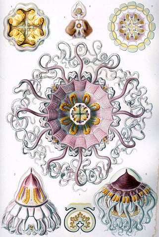 Peromedusae by Ernst Haeckel - Peaceful Wooden Jigsaw Puzzles