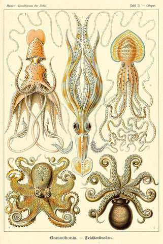 Octopus Squid by Ernst Haeckel - Peaceful Wooden Jigsaw Puzzles