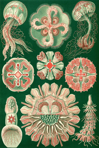 Jellyfish by Ernst Haeckel - Peaceful Wooden Jigsaw Puzzles