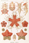 Starfish by Ernst Haeckel - Peaceful Wooden Jigsaw Puzzles