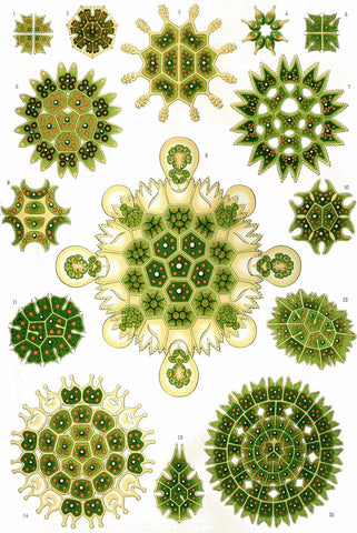 Melethallia by Ernst Haeckel - Peaceful Wooden Jigsaw Puzzles