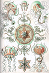 Trachomedusae by Ernst Haeckel - Peaceful Wooden Jigsaw Puzzles