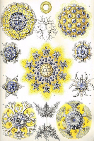 Polycyttaria by Ernst Haeckel - Peaceful Wooden Jigsaw Puzzles