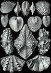 Acephala by Ernst Haeckel - Wooden Jigsaw Puzzles for Adults