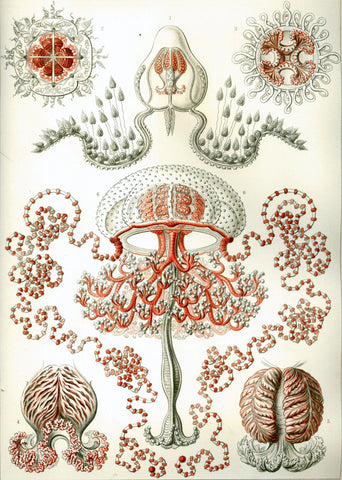 Anthomedusae by Ernst Haeckel - Wooden Jigsaw Puzzles for Adults