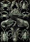 Decapoda by Ernst Haeckel - Wooden Jigsaw Puzzles for Adults