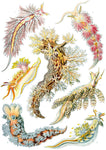Nudibranchia by Ernst Haeckel - Wooden Jigsaw Puzzles for Adults