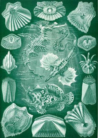 Teleostei by Ernst Haeckel - Wooden Jigsaw Puzzles for Adults