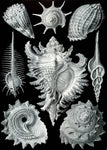 Prosobranchia by Ernst Haeckel - Wooden Jigsaw Puzzles for Adults